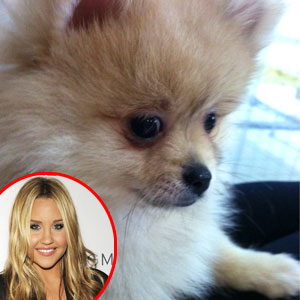 Amanda Bynes, New Puppy Amanda Bynes, New Puppy